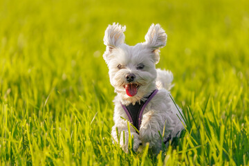 Glücklicher Hund (Malteser) springt über die Wiese