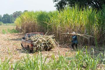 Sugarcane farmers are cutting sugarcane into pick-up trucks to deliver to the factory. sugarcane cutting agriculture.