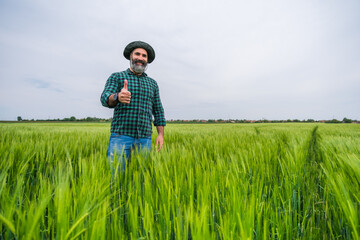 Naklejka na ściany i meble Happy farmer showing thumb up while standing in his growing wheat field.