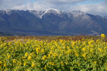 滋賀の菜の花と雪の比良山系
