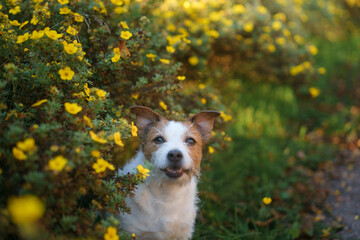 jack russell terrier in yellow flowers