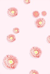 Fototapeta na wymiar Beautiful pink daisy flower on pink background. Minimalist floral concept.