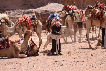 A baby camel calf being untied by a bedouin from the rest of the camels in a camel train 