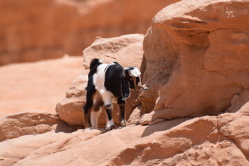 A black and white baby kid goat standing on mountain rocks 