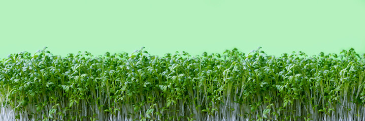 Green fresh leaves of cress salad, watercress microgreens close up with soft focus. Homegrown...