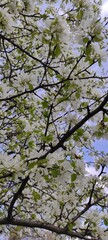 branches of a tree