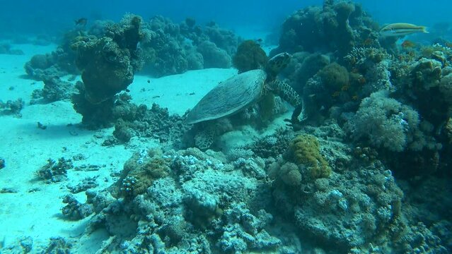 Hawksbill Sea turtle (Eretmochelys imbricata) swimming in the sea.