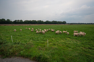 Schafe in Dänemark