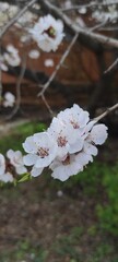 tree blossom