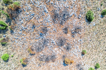Burnt forest. Background and texture of mountain layers, clay, cracks, sedimentary rock and scorched forest with green spruce trees on cliff. Drone, aerial view