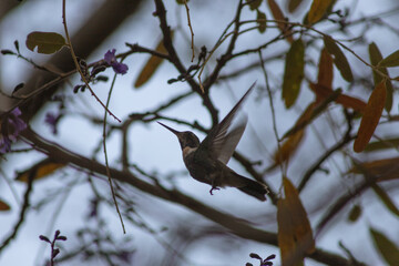 Augastes scutatus Hummingbird