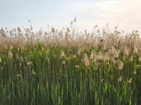 Eco-friendly reed field background image