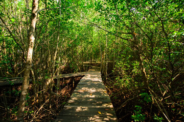 Wooden bridge, mangrove forest, nature trail pranburi Thailand