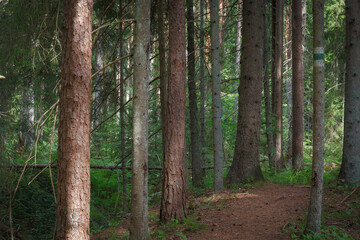 Pine forest. Summer. Daytime. Estonia. Inside the woods.