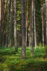 Pine forest. Summer. Daytime. Estonia. Inside the woods.