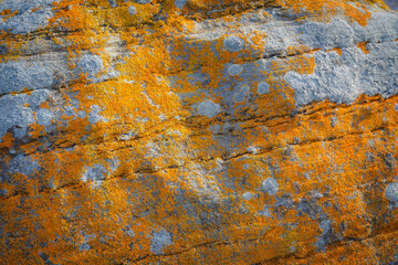 Stone covered with orange lichen. Stone texture, lichen.