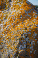 Stone covered with orange lichen. Stone texture, lichen.