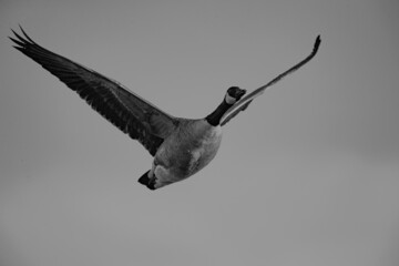 Eine Kanadagans im Flug