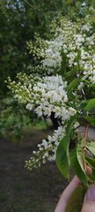 flowers in spring