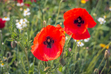 Closeup of a blooming poppy among other flowering wild plants on the side of a country road. The photo was taken on a spring day just after a heavy rain shower. Small water droplets are still visible.