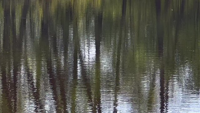 LUSTRZANE ODBICIA DRZEW W WODZIE. TŁO Z LUSTRZANYM ODBICIEM DRZEW W WODZIE.