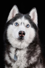 Beautiful Siberian Husky dog portrait with blue eyes, posing in studio on dark background, front view