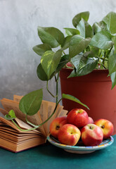 Still life with summer fruit. Peaches and nectarines close up photo. Eating healthy concept. 