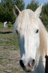 Fototapeta premium Cheval blanc en mode portrait.