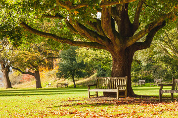 Bench under the tree in autumn park - obrazy, fototapety, plakaty