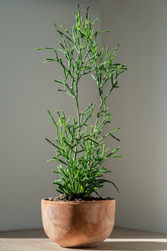 Old terracotta flower pot with decorative succulent Hatiora salicornioides standing on the table at home. Sunlight. Hobby, plant lovers concept. 