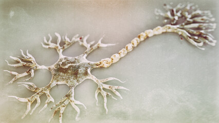 Fototapeta na wymiar Nerve cell under a microscope as 3D rendering