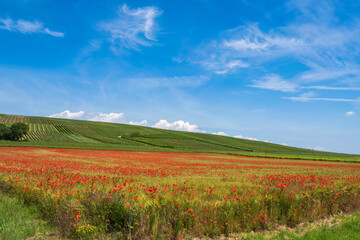 Fototapeta premium View over a bright red field of corn poppies in Rhineland-Palatinate/Germany under a blue sky