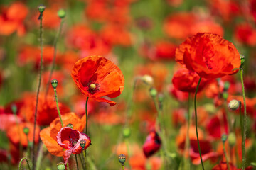 Several bright red flowers of the corn poppy in a field in Rhineland-Palatinate/Germany