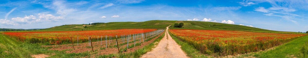 Fototapeta premium View over a bright red field of corn poppies in Rhineland-Palatinate/Germany under a blue sky