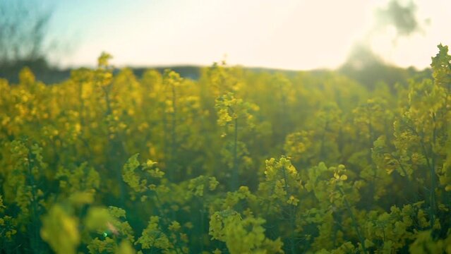Beautiful nature bokeh background of blurry sunset landscape and defocused round particles of poplar pollen and many insects flying all around air in evening.