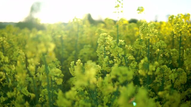Dolly backwards shot of blooming canola field in nature during sunny day in countryside farm field - close up
