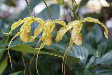 Phragmipedium longifolium is a species of orchid ranging from Costa Rica to Ecuador, orchid family.