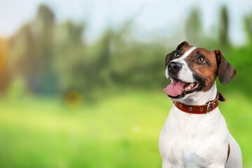 Dog wearing pests collar to prevent attacks from parasites during spring season