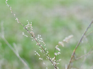 dry autumn grass on the field in sunset light