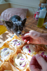 Dough balls, making focaccia bread with onion and olives. Cute chihuahua take part in cooking