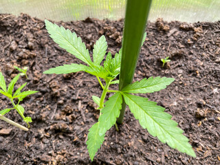 Cannabis Pflanzen im Gewächshaus	