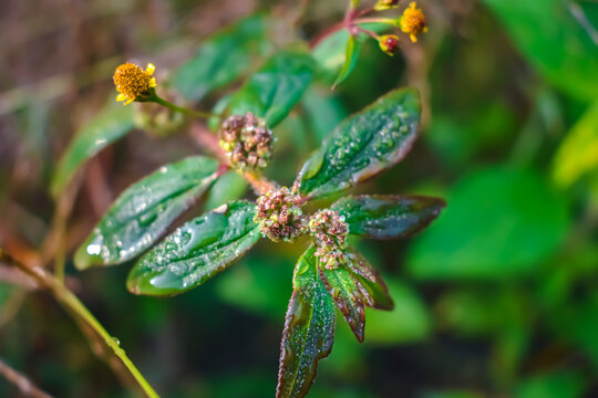 Euphorbia hirta is a pantropical weed, possibly native to India. It is a hairy herb that grows in open grasslands, roadsides and pathways. It is used in traditional herbal medicine.