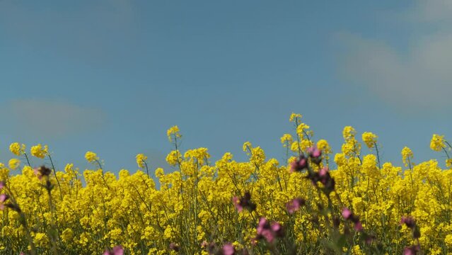 The edge of yellow conola field with blue sky above