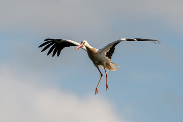 Cigogne blanche, nid,. Ciconia ciconia, White Stork, Chateau de la Rivière, Parc Naturel Régional des Marais du Cotentin et du Bessin, Manche, 50