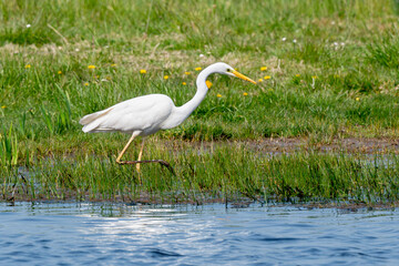 Grande Aigrette,. Ardea alba, Great Egret