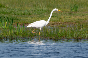 Grande Aigrette,. Ardea alba, Great Egret