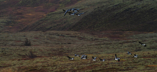 Herd of ducks flying in a row, profile view