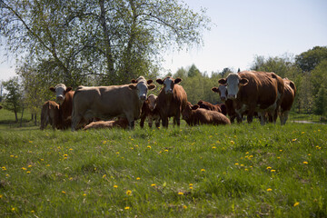 herd of brown cows in spring field country scene animal farm agriculture