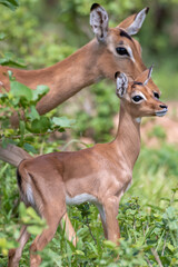 Naklejka na ściany i meble Impala - Aepyceros melampus - portrait of mother and cute kid on green background with leaves. Photo from Kruger National Park in South Africa.