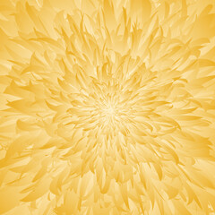 Yellow flora chrysanthemum zoom in detail petal vector texture illustration background.